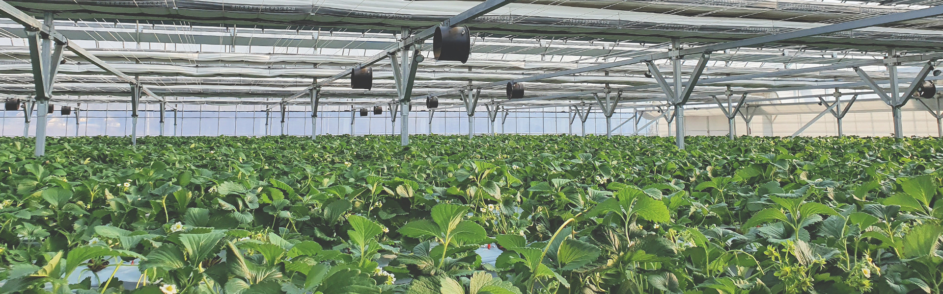 Successful measurements in greenhouses